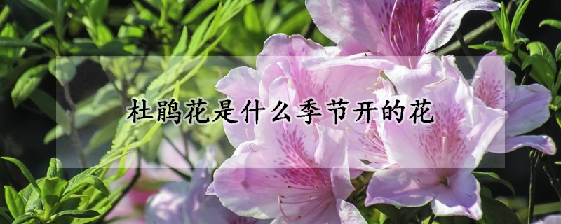 杜鹃花是什么季节开的花(杜鹃是什么季节开的花?)