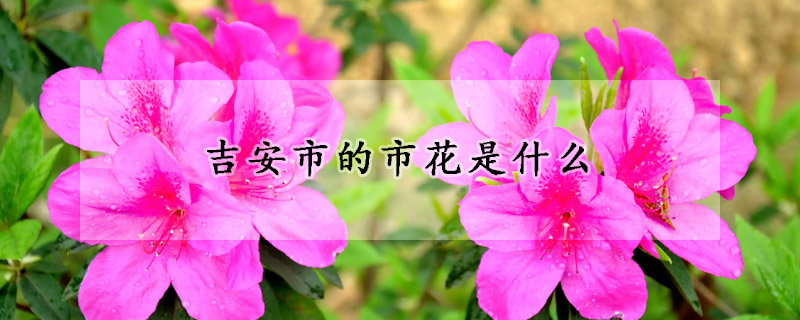 吉安市的市花是什么