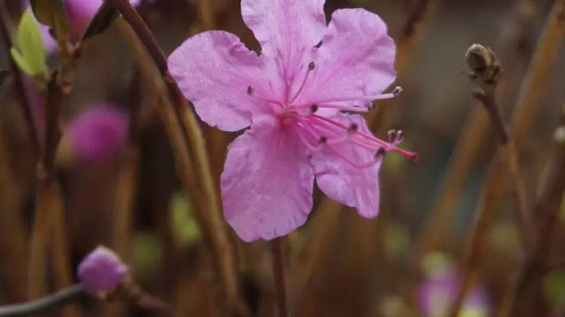 干枝杜鹃怎么养才开花(干枝杜鹃怎么养才开花快)