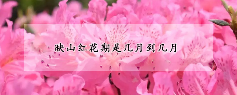 映山红花期是几月到几月(映山红花是什么季节开的)