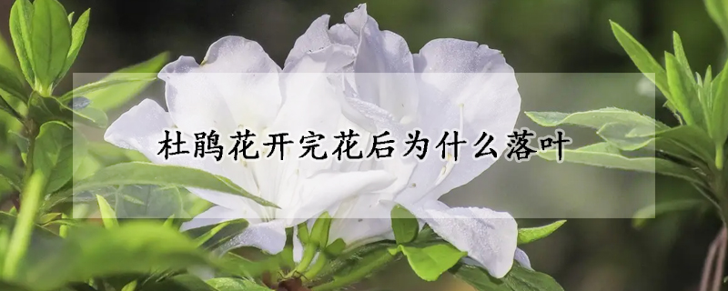 杜鹃花开完花后为什么落叶(杜鹃花开花期间落叶怎么办)