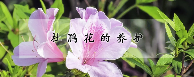 杜鹃花的养护(杜鹃花的养护与管理)