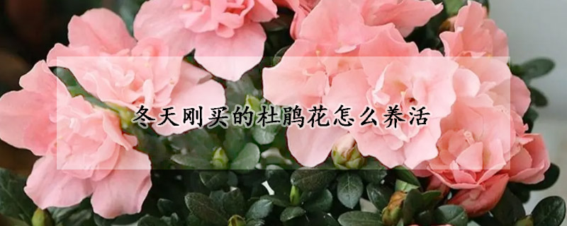 冬天刚买的杜鹃花怎么养活(冬天买的杜鹃花能养活吗)