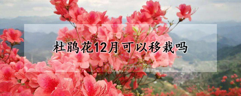 杜鹃花12月可以移栽吗(杜鹃花11月份怎么养)