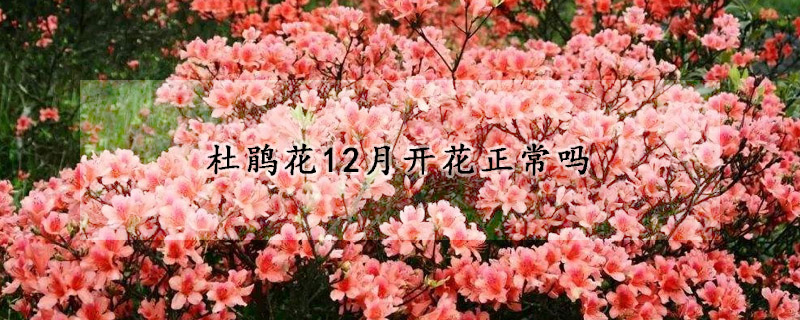 杜鹃花12月开花正常吗(杜鹃花11月份开花)