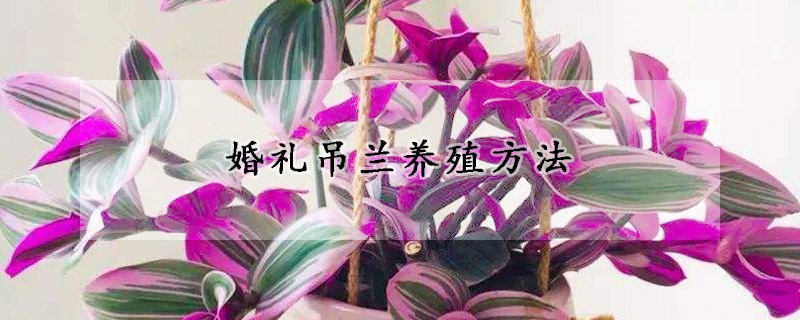 婚礼吊兰养殖方法(婚礼吊兰的繁殖方法)