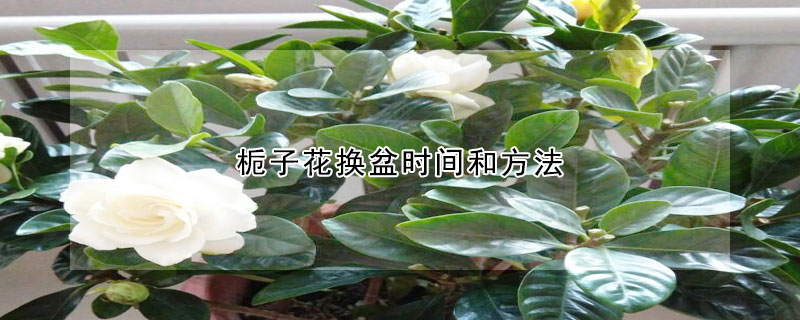 栀子花换盆时间和方法(栀子花什么时候换盆及注意事项)