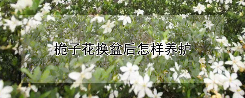 桅子花换盆后怎样养护(桅子花换盆后怎样养护好)