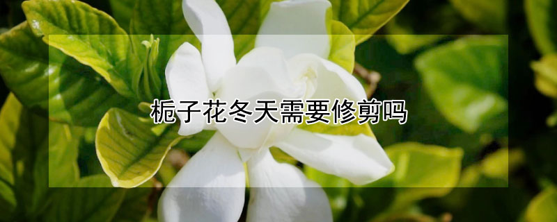 栀子花冬天需要修剪吗(栀子花冬天可以修剪吗?)