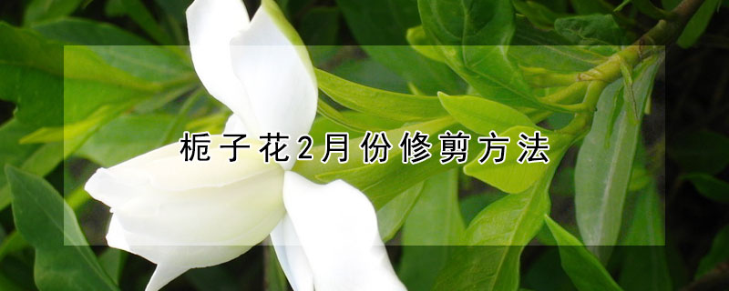 栀子花2月份修剪方法(栀子花的修剪时间和方法)