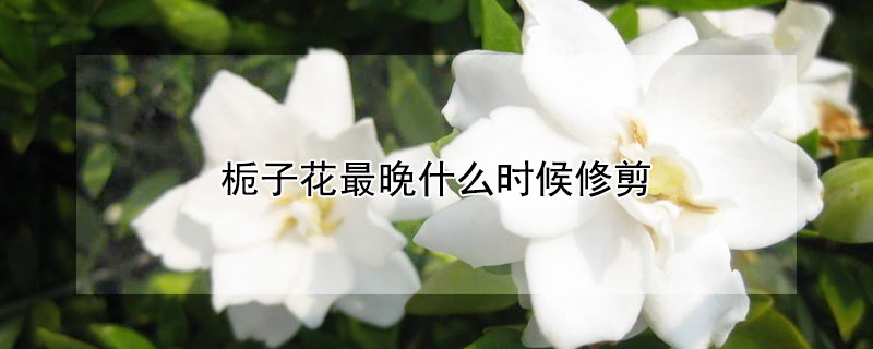 栀子花最晚什么时候修剪(栀子花在什么时候适合修剪)