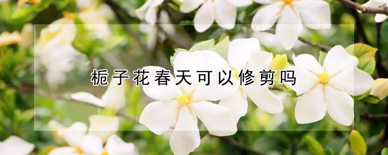 栀子花春天可以修剪吗(栀子花春天可以修剪吗图片)