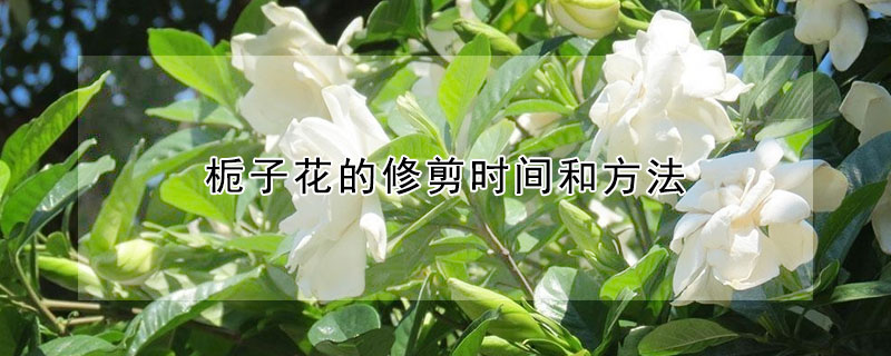 栀子花的修剪时间和方法(栀子花修剪方法和修剪注意问题)