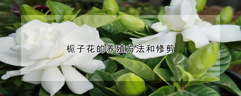 栀子花的养殖方法和修剪(栀子花的养殖方法和修剪方法)