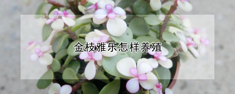 金枝雅乐怎样养殖(金枝雅乐花好养吗)