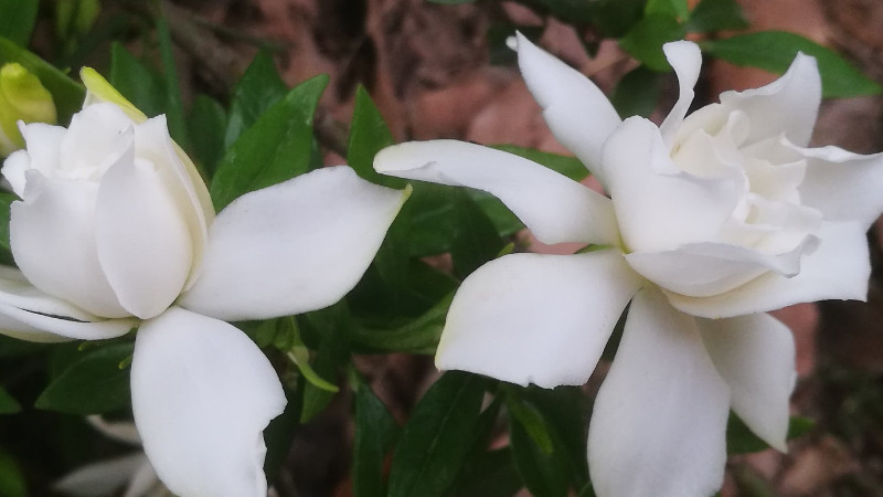 小叶栀子花的养殖修剪(小叶栀子花怎么修剪能促进开花)