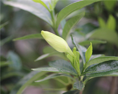 栀子花如何整形修剪(栀子花怎么修剪?)