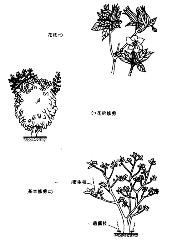 栀子花修剪图片(栀子花修剪图片欣赏)