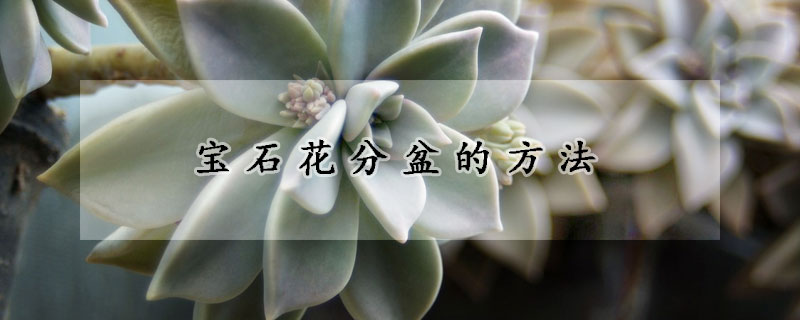 宝石花分盆的方法(石斛花怎么分盆)