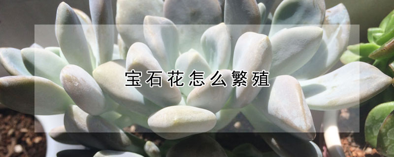 宝石花怎么繁殖(宝石花怎么繁殖?)