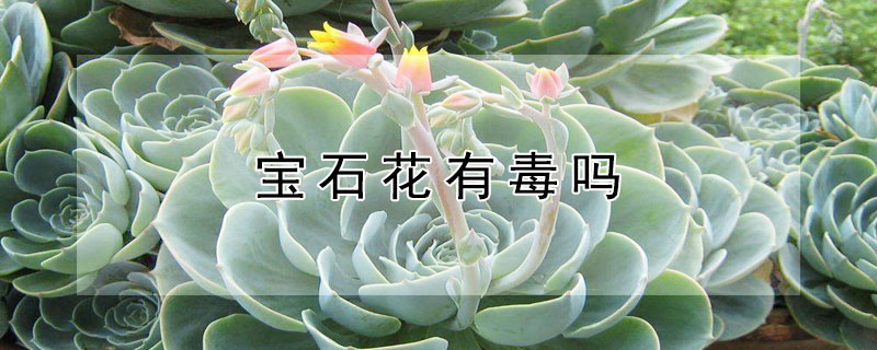 宝石花有毒吗(钻石花有毒吗)