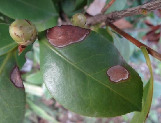 山茶花的病虫害防治，盘点四种病虫害防治方法(山茶花病虫害图片及名称)