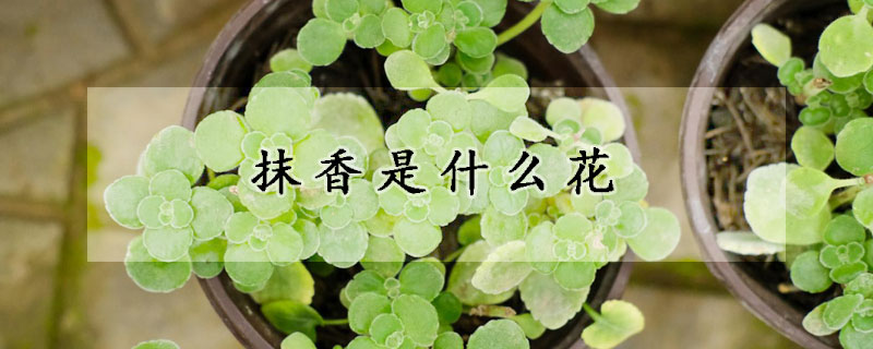 抹香是什么花(抹香是什么植物)