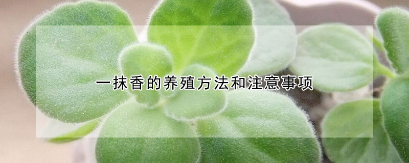 一抹香的养殖方法和注意事项(一抹香可以在室内养吗)