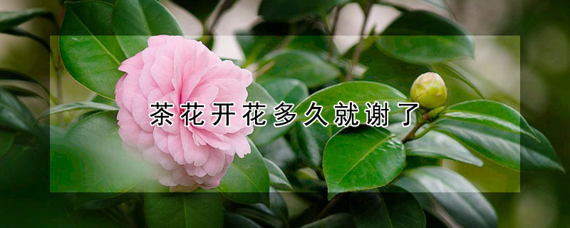 茶花开花多久就谢了(茶花开花以后几天就落了是为什么)