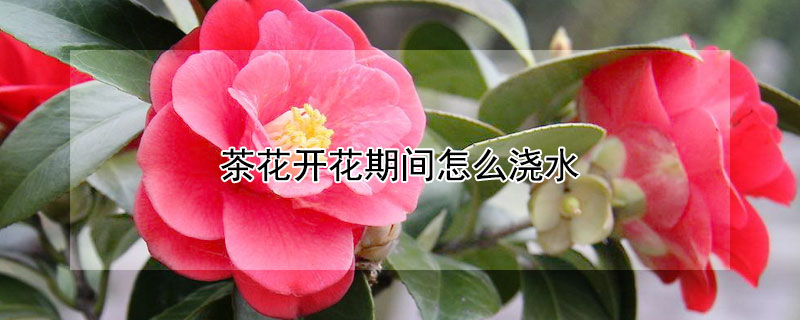 茶花开花期间怎么浇水(茶花开花期间怎么浇水施肥)