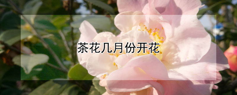 茶花几月份开花(香水茶花几月份开花)