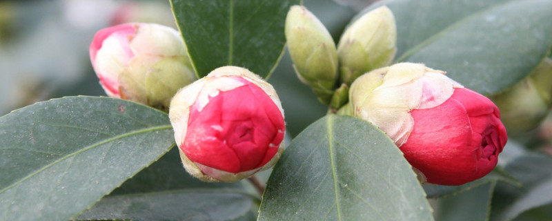 茶花打骨朵不开花原因(茶花打骨朵不开花原因是什么)