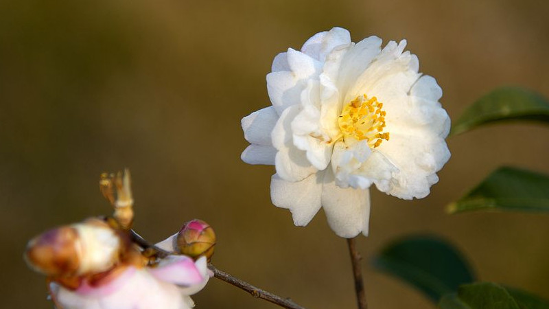 茶花秋天会开花吗(茶花为什么在冬季开花)