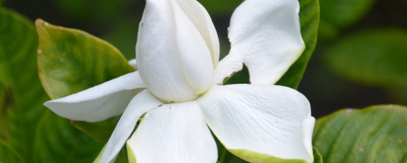 栀子花能水培吗(栀子花能用水培吗)