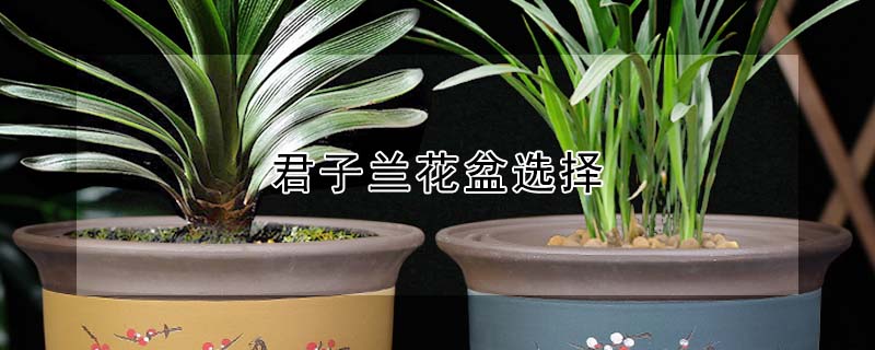 君子兰花盆选择(君子兰花盆选择多大的)