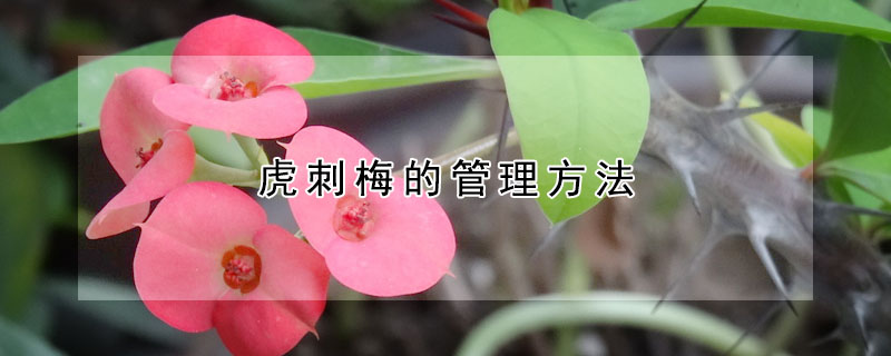 虎刺梅的管理方法(虎刺梅的管理方法有哪些)