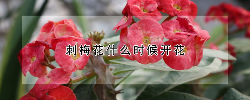 刺梅花什么时候开花(刺梅多长时间可以开花)