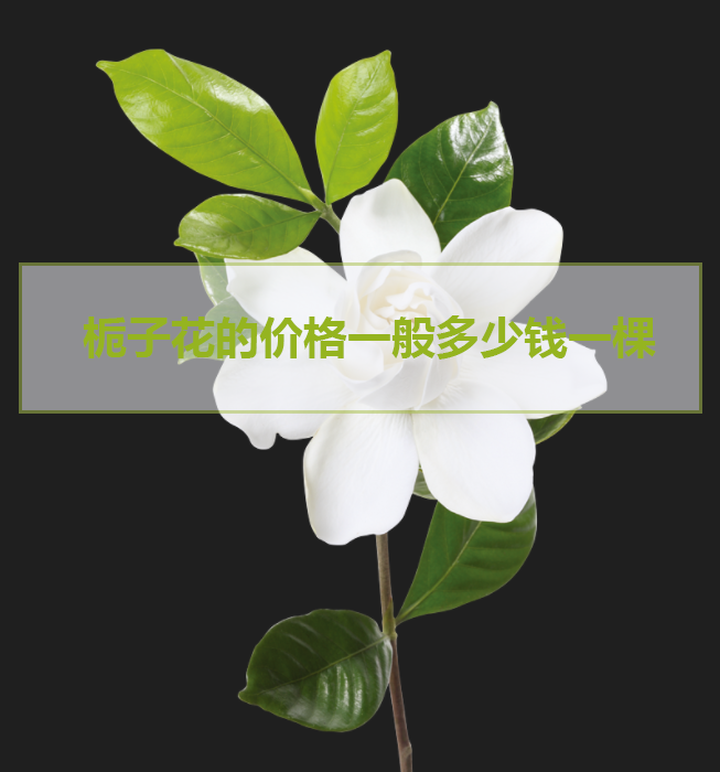 今日栀子花的价格一般多少钱一棵(今日栀子花的价格一般多少钱一棵呢)