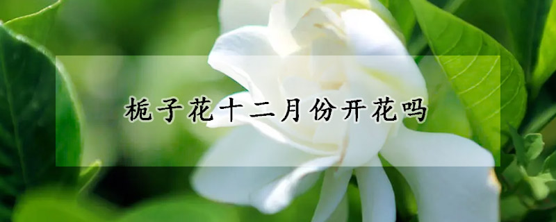 栀子花十二月份开花吗(11月栀子花开花吗)