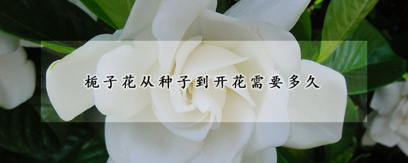 栀子花从种子到开花需要多久(栀子花从种子到开花需要多久呢)