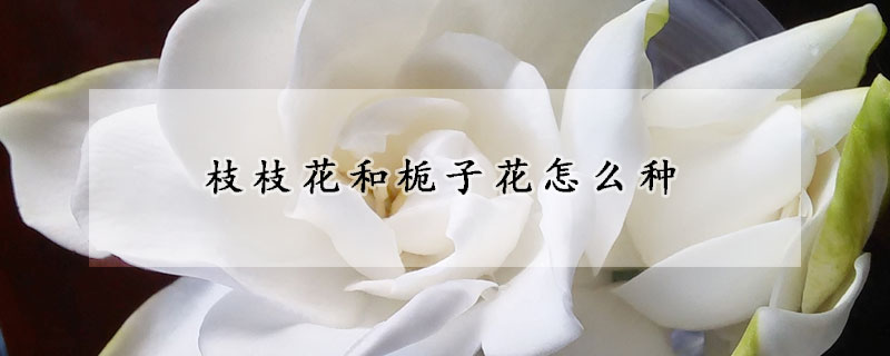 枝枝花和栀子花怎么种(栀子花的枝干可以种吗)