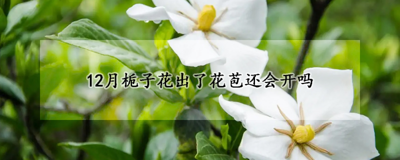 12月栀子花出了花苞还会开吗(栀子花12月长花苞了)