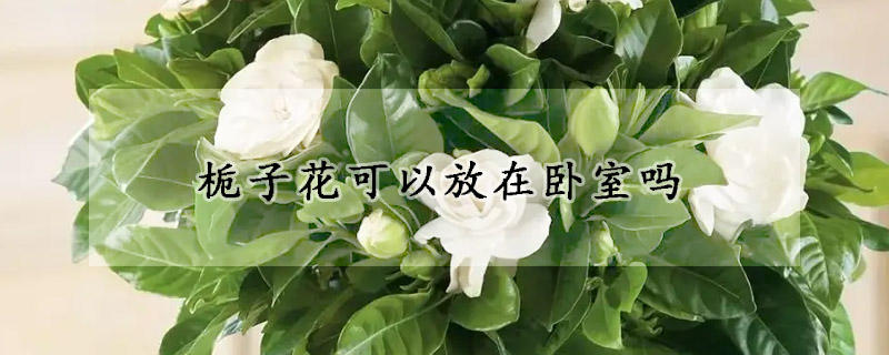 栀子花可以放在卧室吗(栀子花可以放在卧室吗风水)