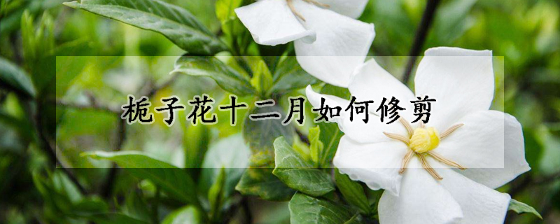 栀子花十二月如何修剪(栀子花秋季如何修剪)