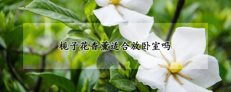 栀子花香薰适合放卧室吗(栀子花香薰影响睡眠吗)