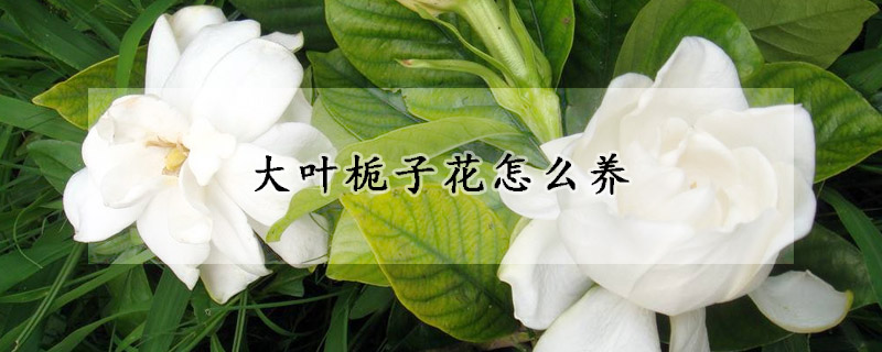 大叶栀子花怎么养(大叶栀子花养护)