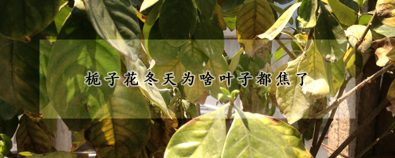 栀子花冬天为啥叶子都焦了(栀子花叶子焦枯)