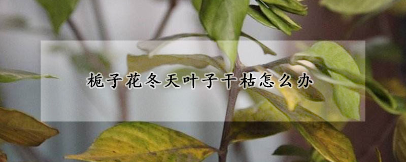 栀子花冬天叶子干枯怎么办(栀子花叶子边干枯怎么办)