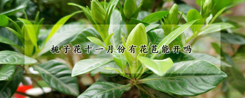 栀子花十一月份有花苞能开吗(11月栀子花有花苞却不开花)