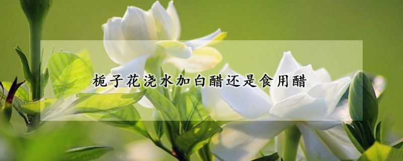 栀子花浇水加白醋还是食用醋(浇栀子花用白醋还是陈醋)